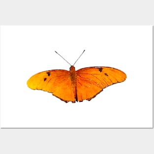 Orange Julia Butterfly Posters and Art